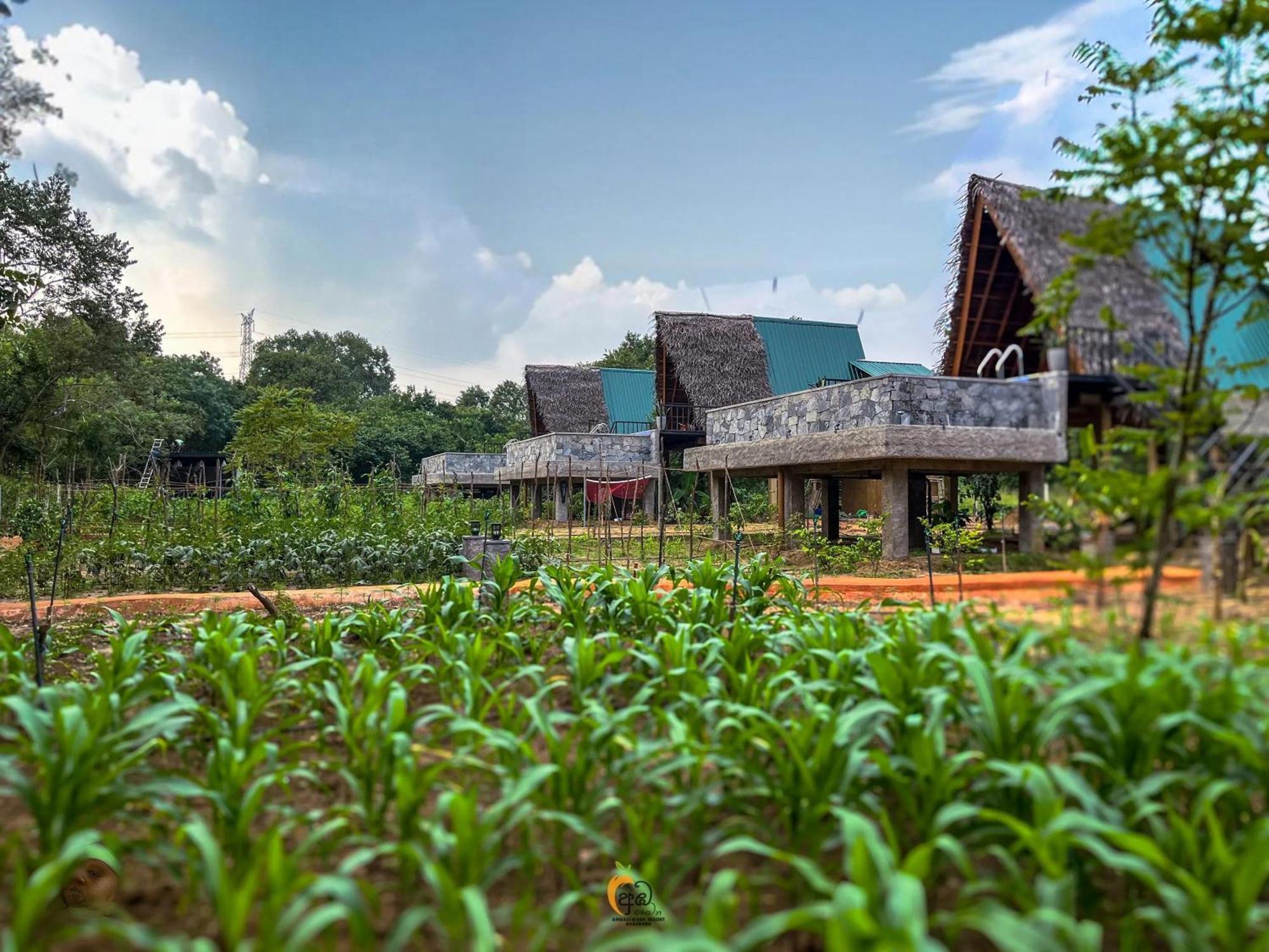 Habarana Tree House Ambasewana Resort Εξωτερικό φωτογραφία