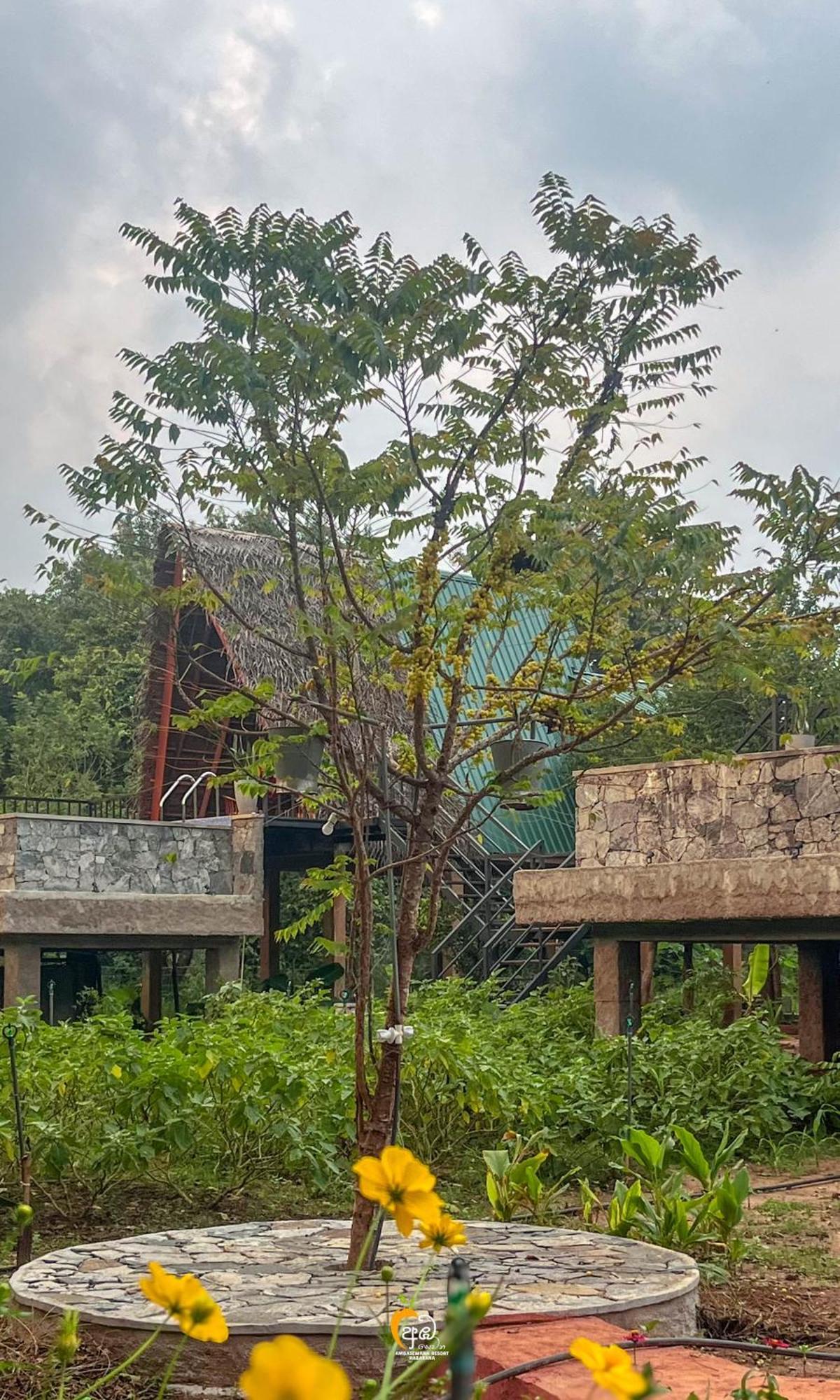 Habarana Tree House Ambasewana Resort Εξωτερικό φωτογραφία